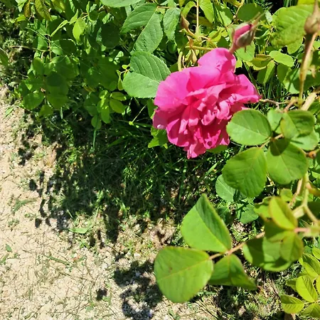 La Fonte Frühstückspension Pietralunga (Umbria)